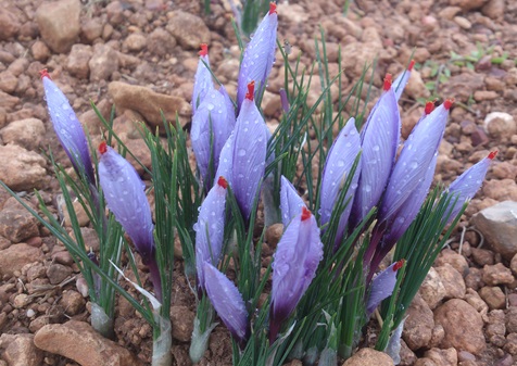 flores post maquinas